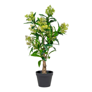 Skimmia v:1739825