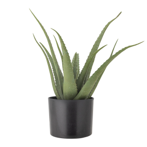 Aloe Plante v:3464465