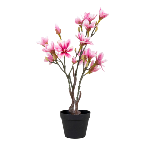 Magnoliatre v:6712066
